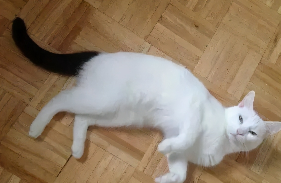 古代猫名字,古代猫的名字