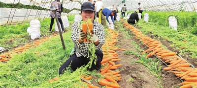 铁岭“神州胡萝卜第一村”的小康路