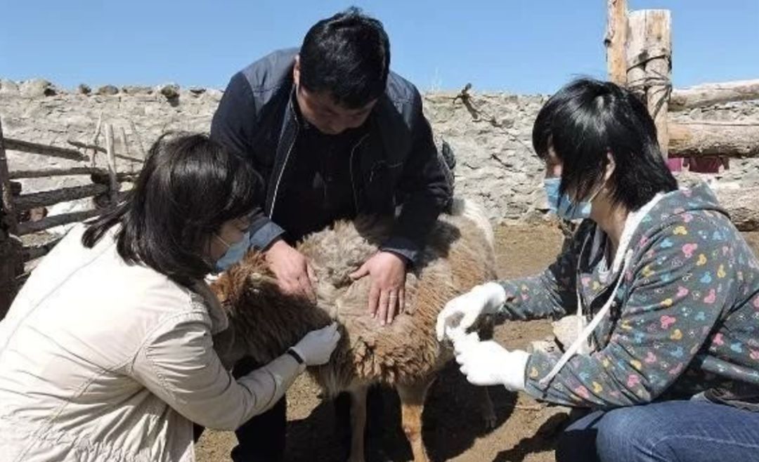 羊驱虫中毒后阿托品怎样用量,猫咪驱虫药过量中毒怎么办