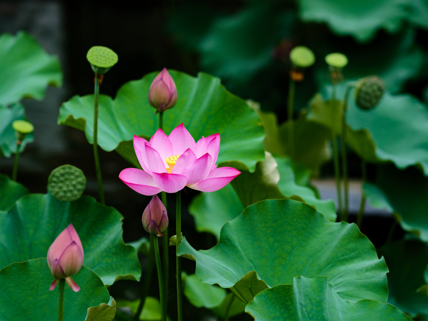 松下G9,到底值不值得买?这里就有你要的答案......