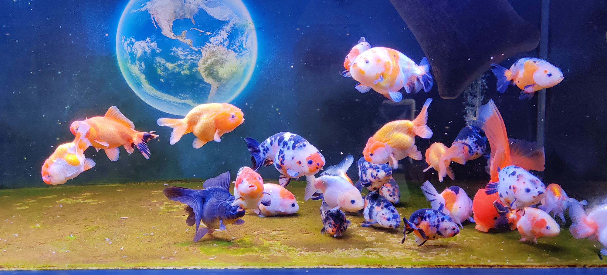 鱼缸养鱼水质不好怎么净化水质,新手养鱼得病了怎么办