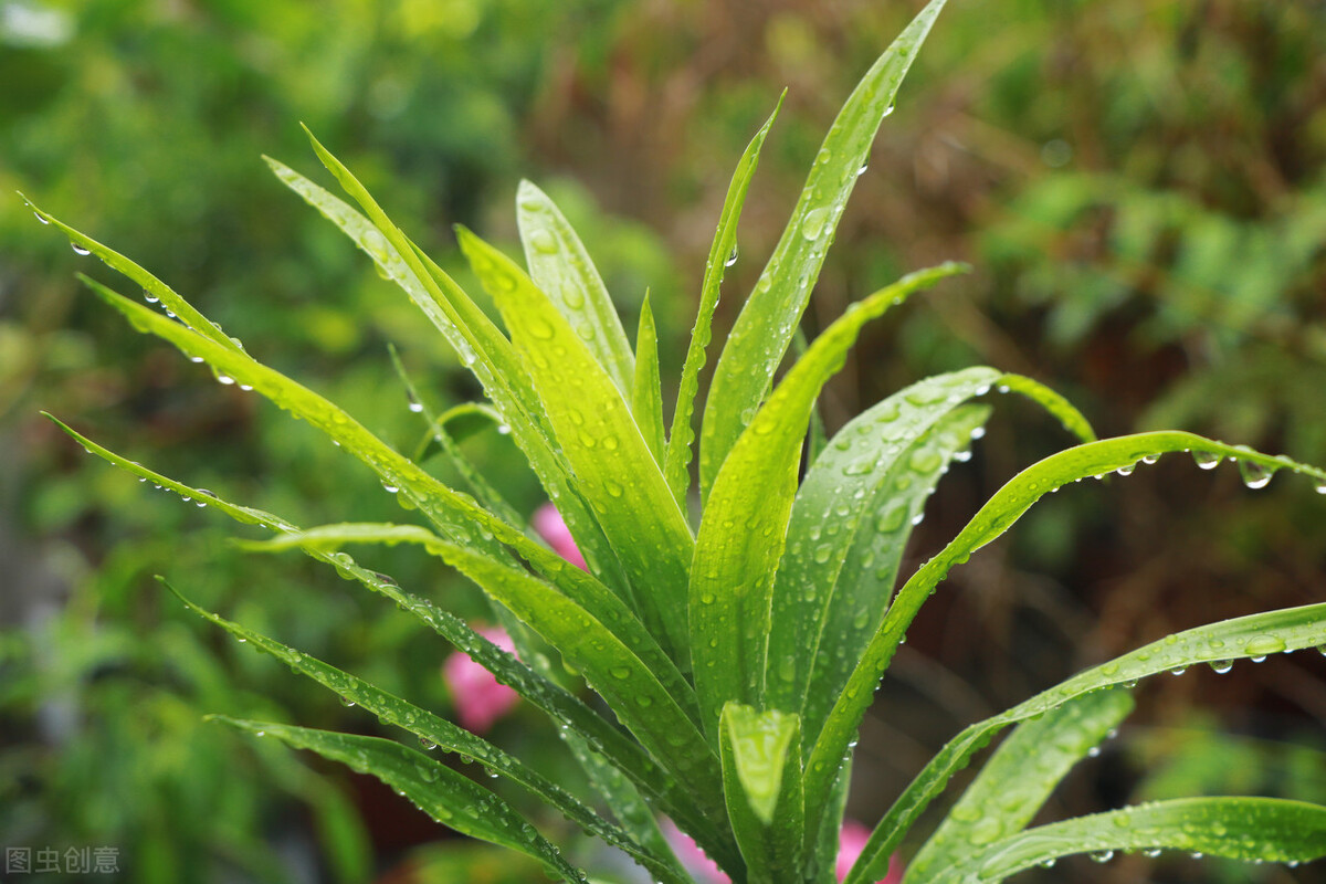 龙血树绿植好处,龙血树和绿植