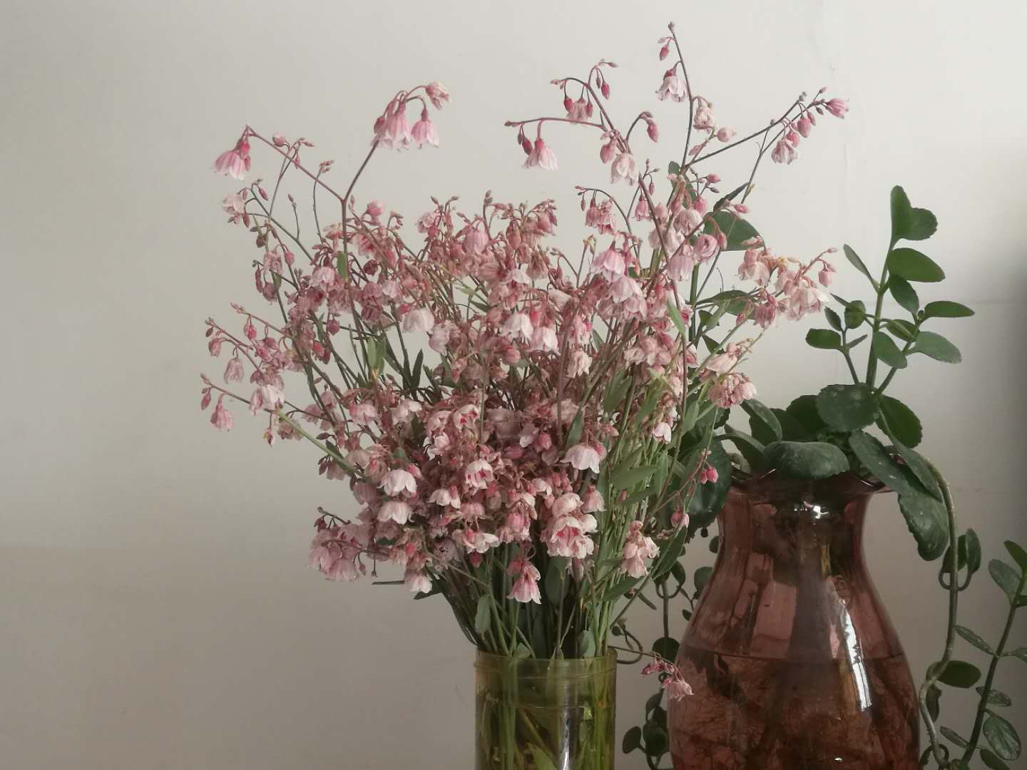 仙草罗布麻图片大全,仙草罗布麻