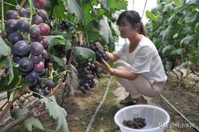 葡萄种植户前景怎么样,葡萄种植前景与销路