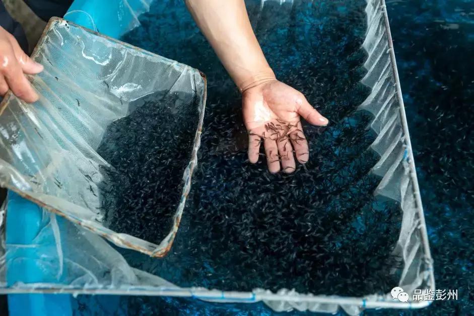 珍贵的鲟鱼子酱,顶级的鲟鱼子酱