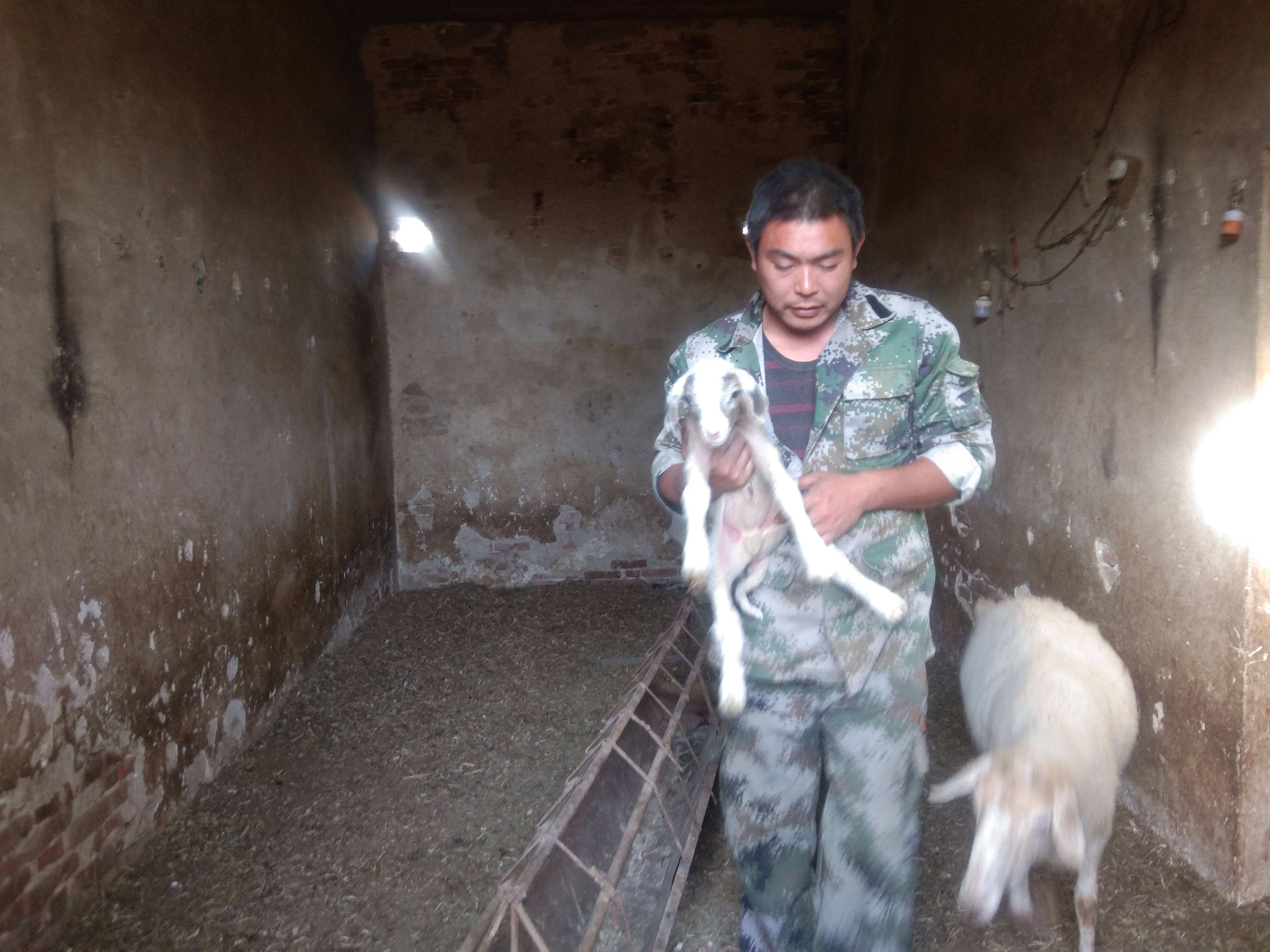 养羊中常遇到的几种母羊不受孕的原因，及其治疗方法、注意事项