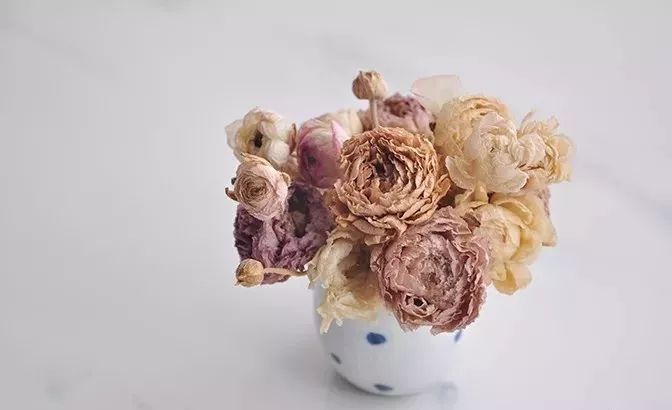 鲜花和干花的不同美感,有哪些花可以制作干花