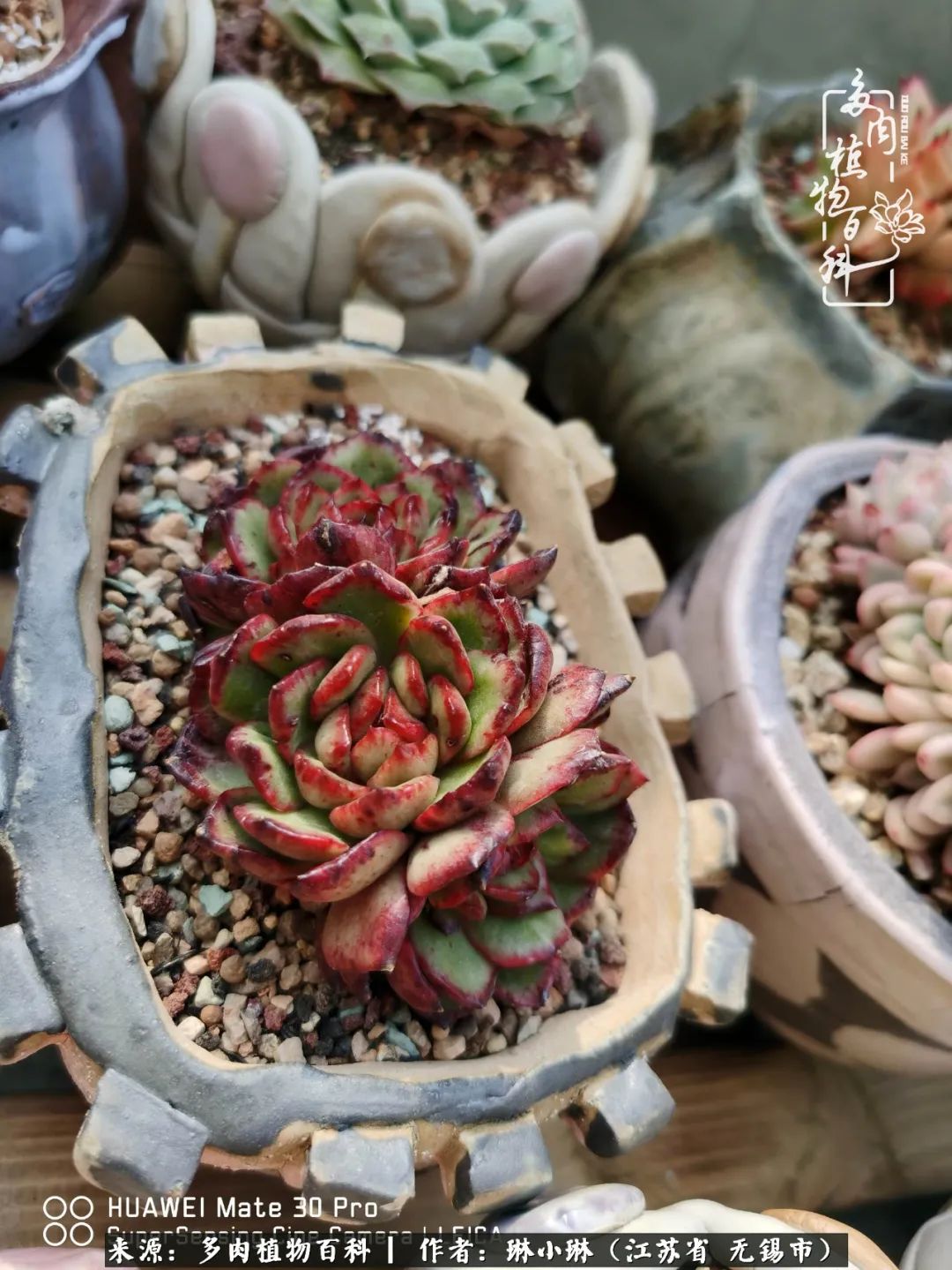 多肉变美是需要时间的,千万别辜负了多肉变美的黄金季节