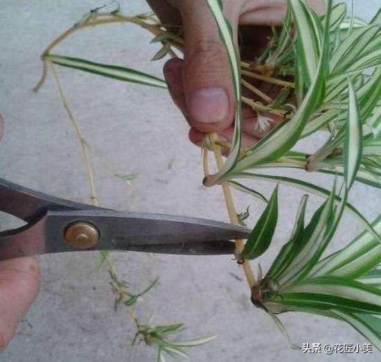 吊兰叶片少不长新叶片是什么原因,吊兰不长藤条怎么回事