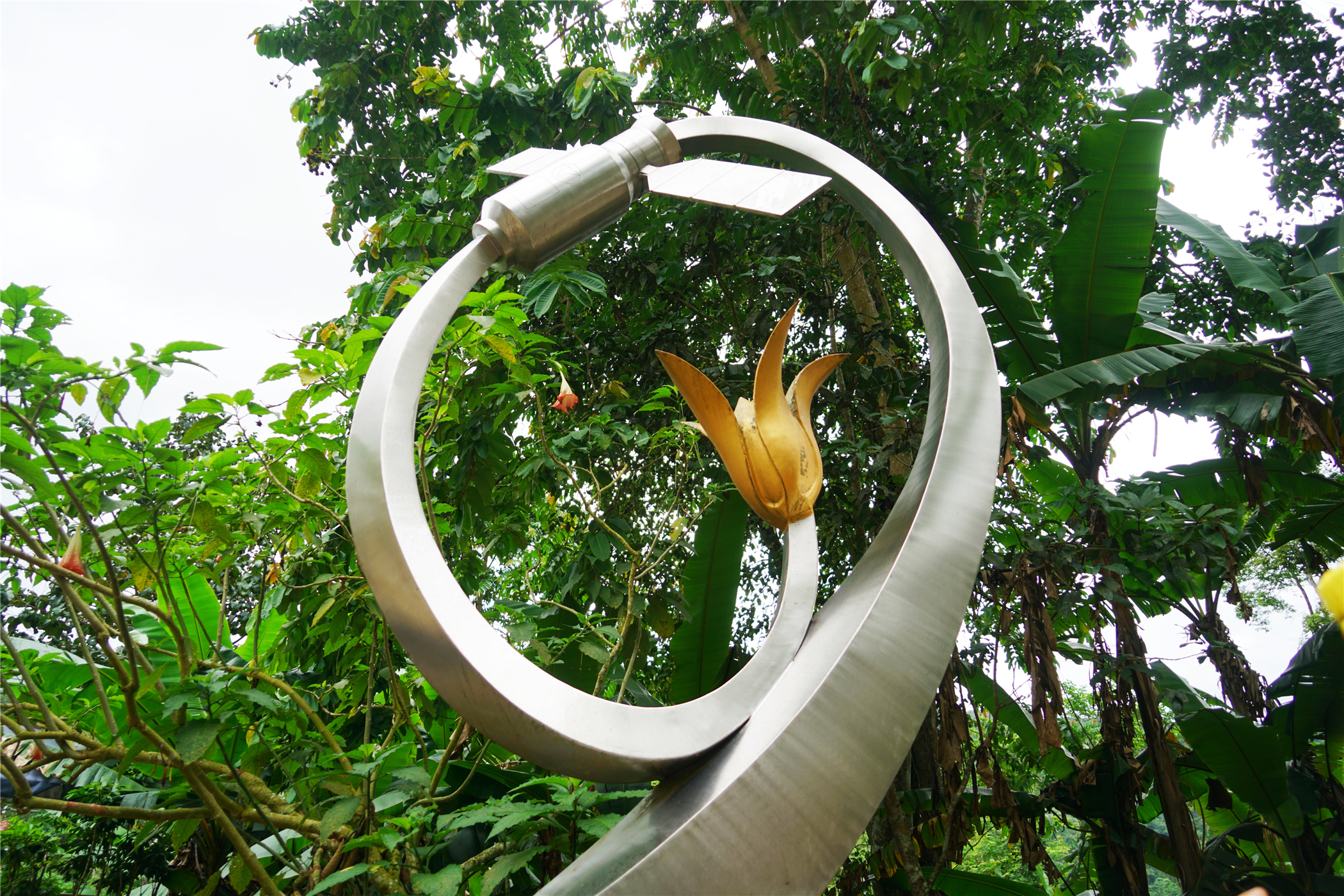 西双版纳望天树有多高,西双版纳望天树攀爬