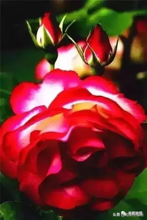 正月初九祝愿大家好运长长久久,正月初九最美好的祝福送给友友们