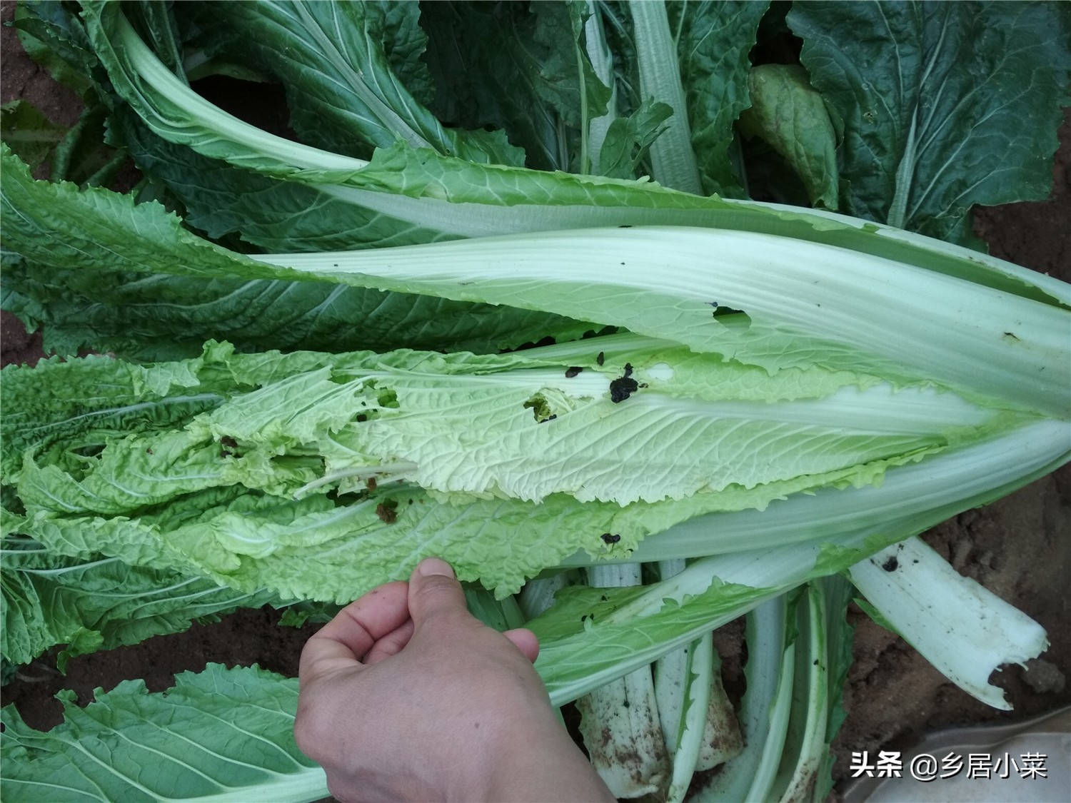 白菜上面有夜蛾幼虫怎么办,白菜上的白蛾怎么消灭