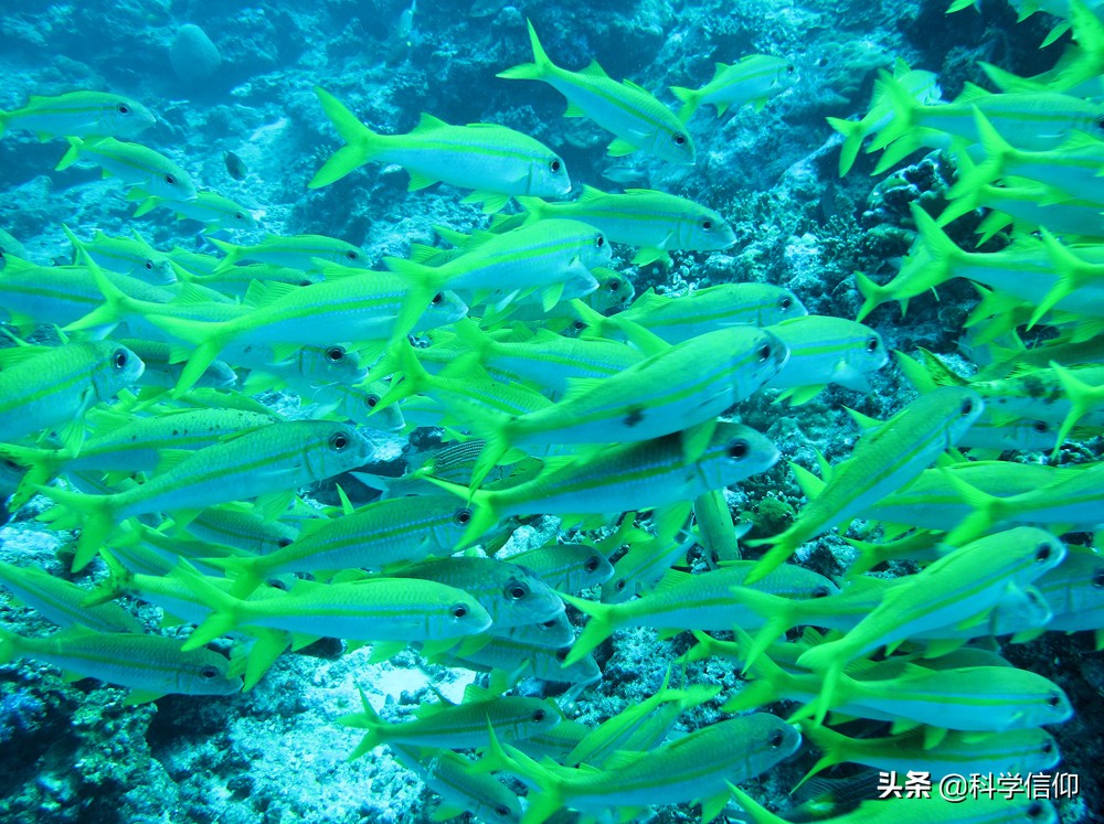 苍蝇飞得并不快为啥难打,为什么苍蝇在窗子上很容易打到它