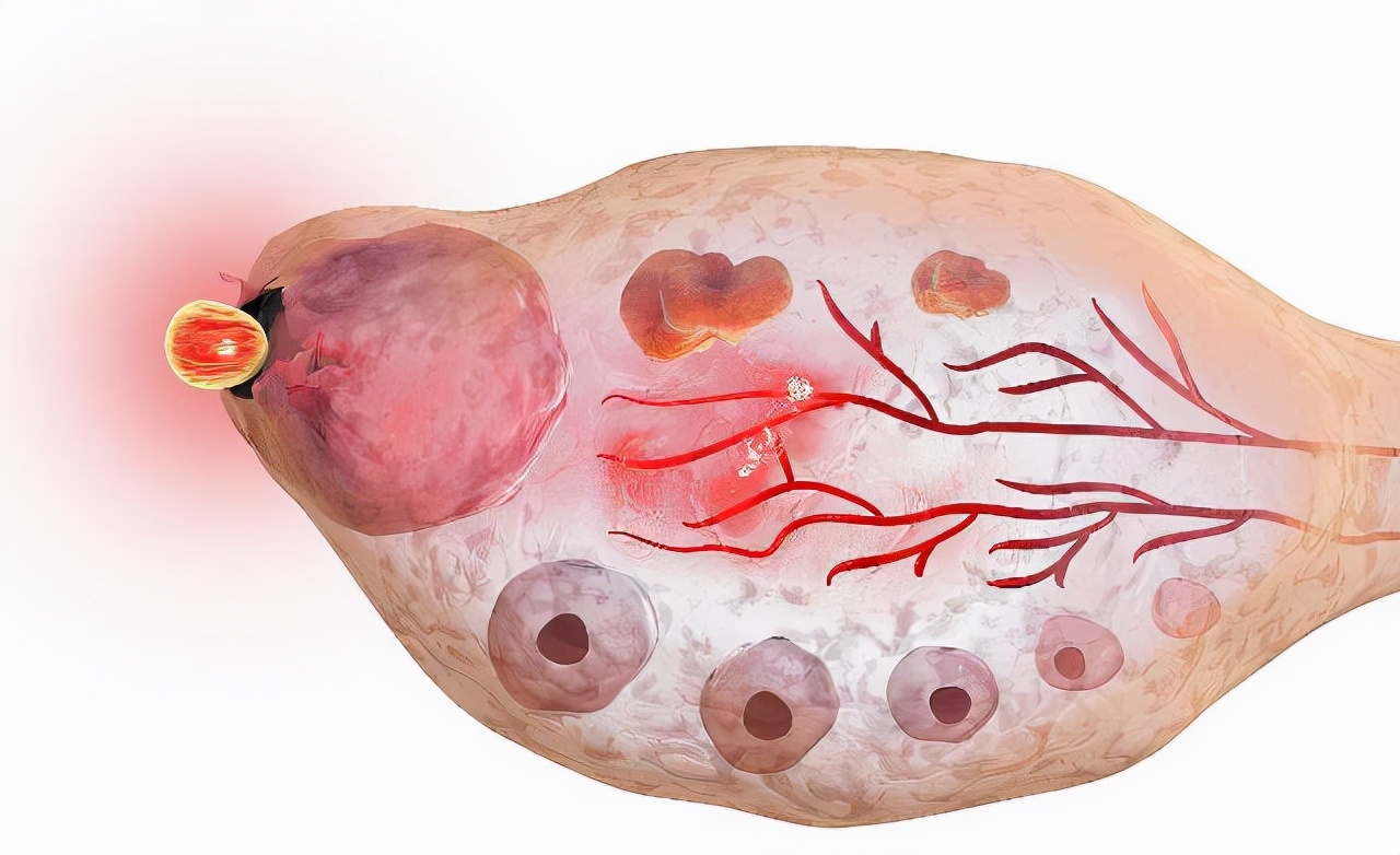 一般女生的排卵期在什么时候出现,女生到排卵期有什么表现