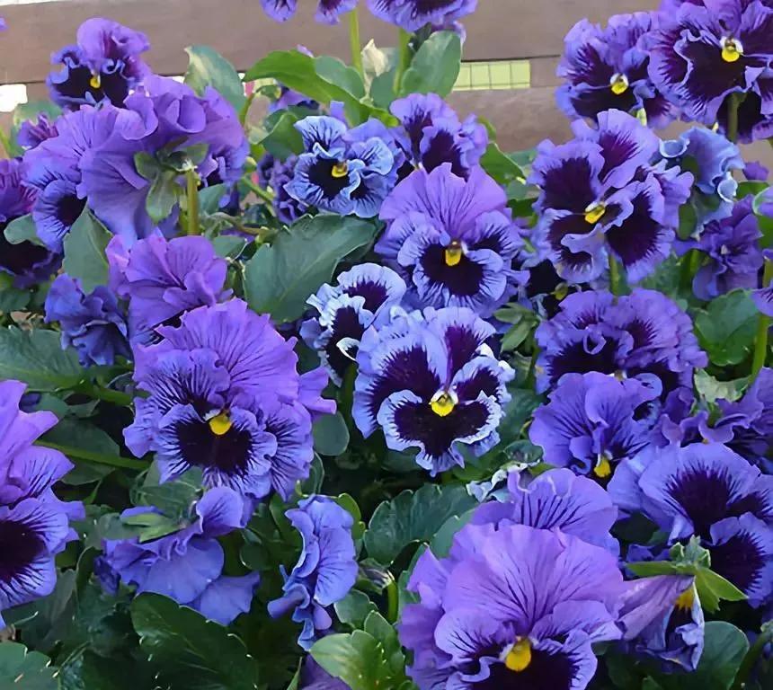 盆栽植物细长徒长怎么办,植物侧枝要不要修剪