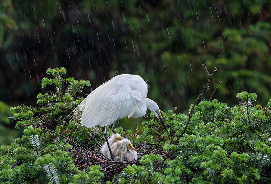 鸟窝朝上下雨是什么原因,下雨天鸟窝怎么解决的