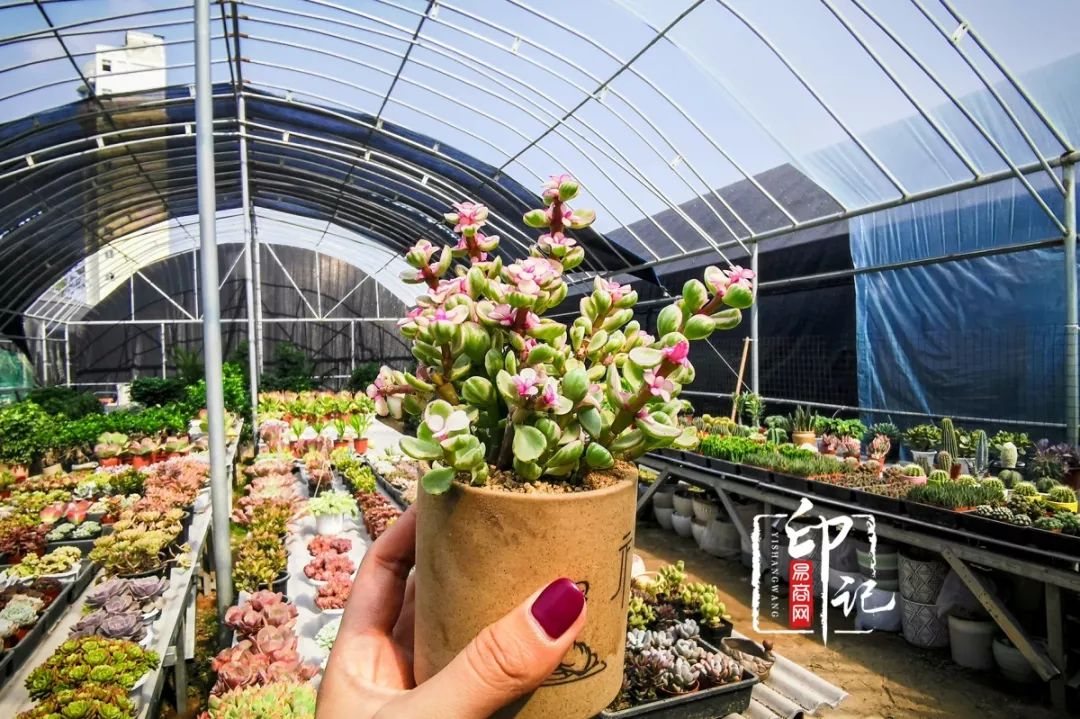 商丘花鸟批发基地,商丘花鸟市场地址