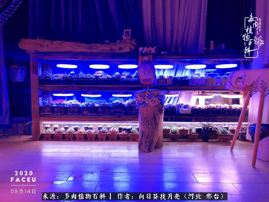 耐高温适合露养的多肉,冬日的露养多肉