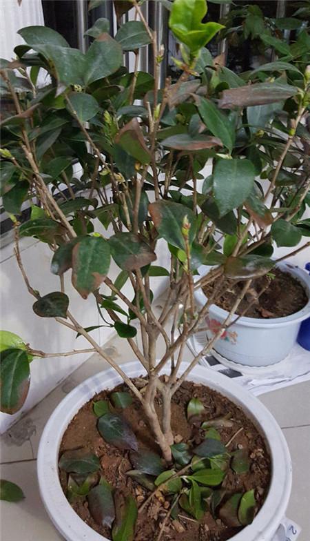 茶花掉叶子是怎么了,茶花掉绿叶子