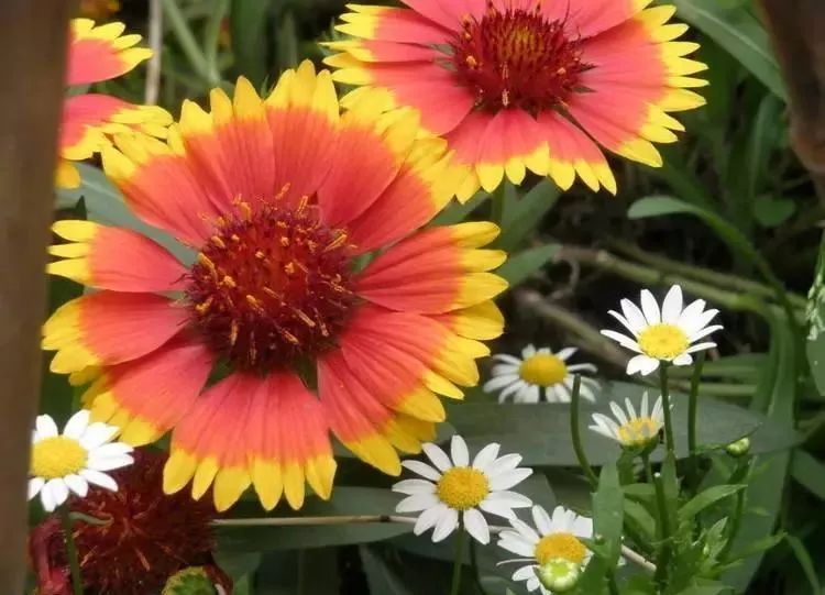 世界地图及各国国花,世界各国的国花完整版