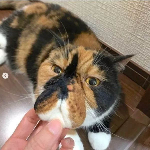 捡到猫胡子会带来好运吗,捡到猫的胡子真的会有好运吗