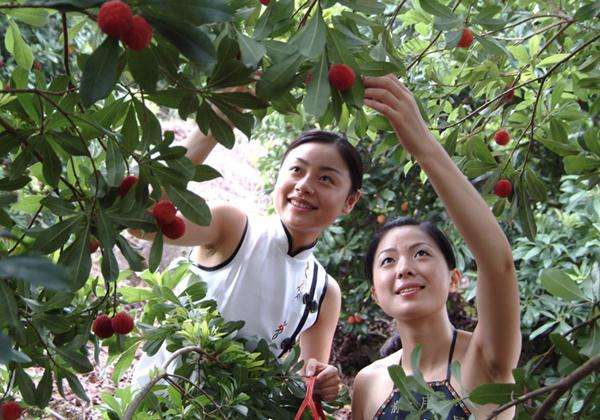 为什么孕妇不能摘树上的果实,孕妇摘过的果树有什么说法