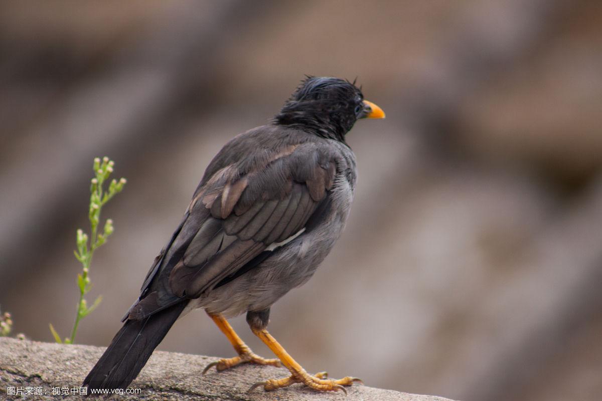 八哥鸟怎么养比较好,八哥鸟怎么驯养