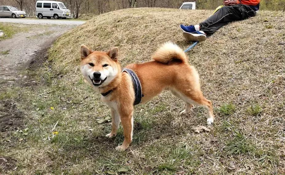 买不到的冰激凌,买不起冰淇淋视频