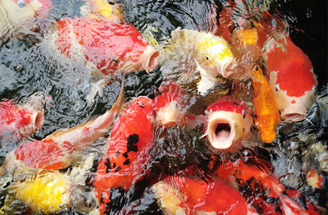 适合锦鲤的鱼饲料配方有哪些,5毫米锦鲤鱼粮适合多大锦鲤