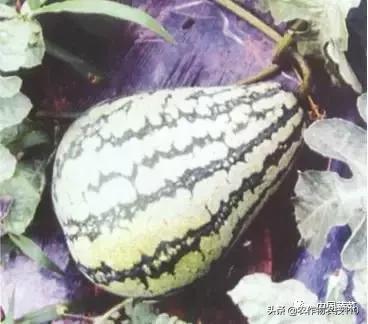 西瓜栽培技术有哪些,西瓜栽培技术全面的文字解释
