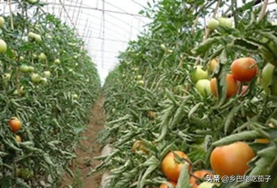 种植西红柿怎样去老叶的视频,种植西红柿如何防倒伏