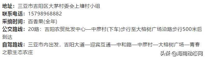 趁着春光出游海南,趁着春光明媚去旅行