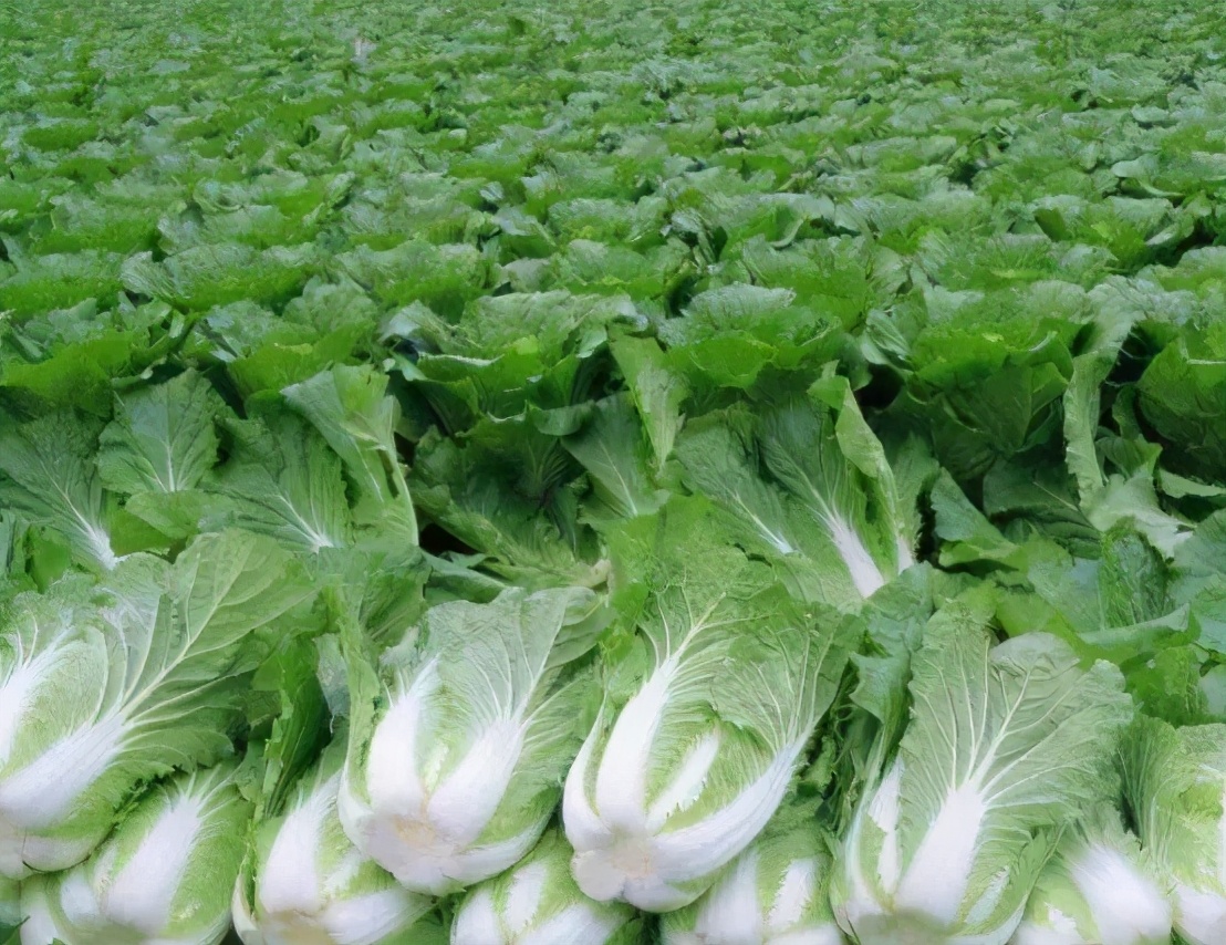 乡土散文怀念我的母亲,乡土散文家乡的大白菜