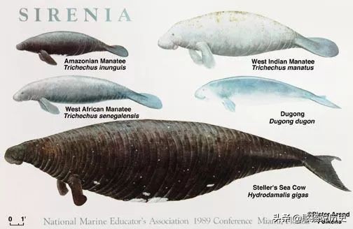 海里的哺乳动物是如何喂奶,海洋哺乳动物是怎么呼吸的