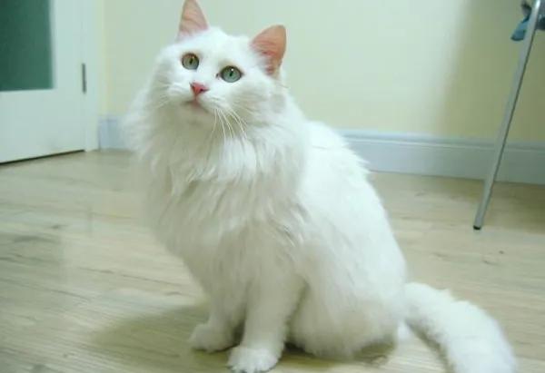 世人只知道猫可爱的一面,临清狮猫和布偶猫后代