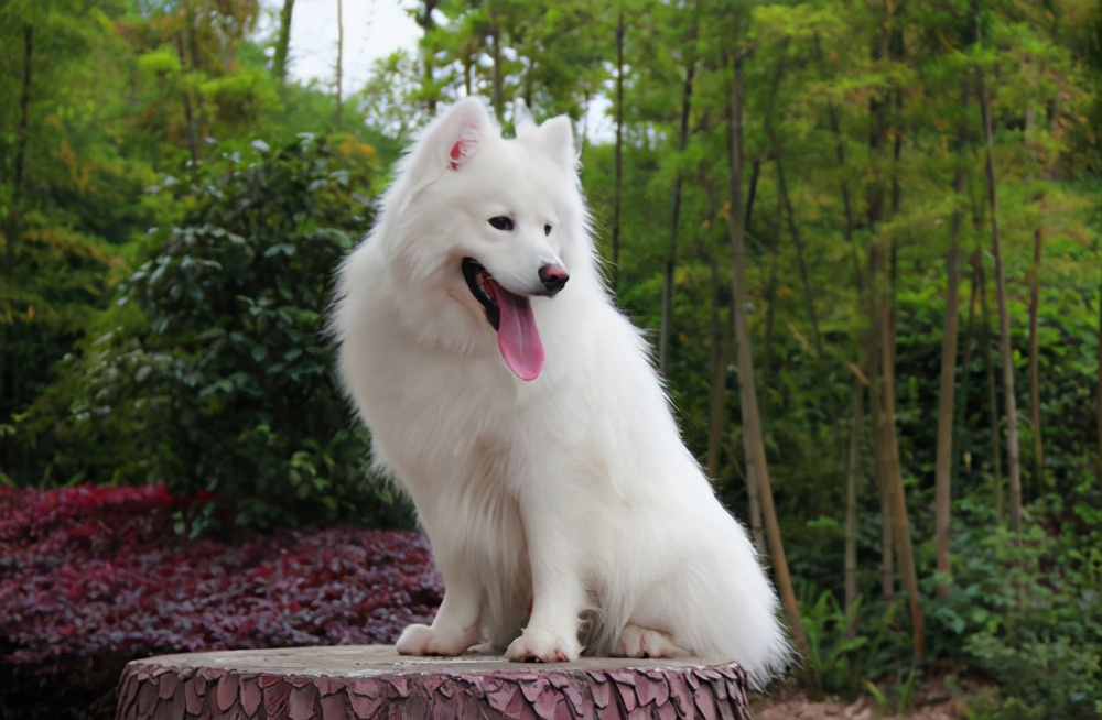 狗狗尿后偶尔滴血点,狗狗尿红色尿液可以洗澡吗