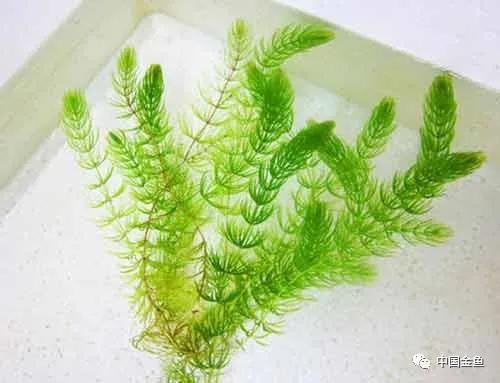 喂鱼算是养鱼最大的乐趣吗,养鱼的乐趣就是每天喂鱼