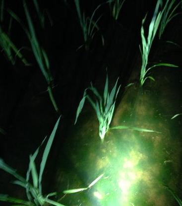 抓黄鳝小知识,农村娃抓黄鳝视频