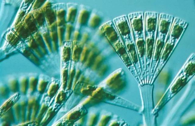 水产养殖业藻类的生命周期,水产养殖常见藻类植物