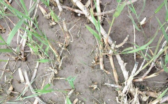 玉米田芦苇根除方法,玉米地里的芦苇该如何根除