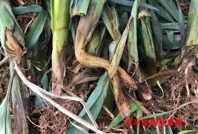 玉米种植的方法与技术,青储玉米的种植方法和技巧