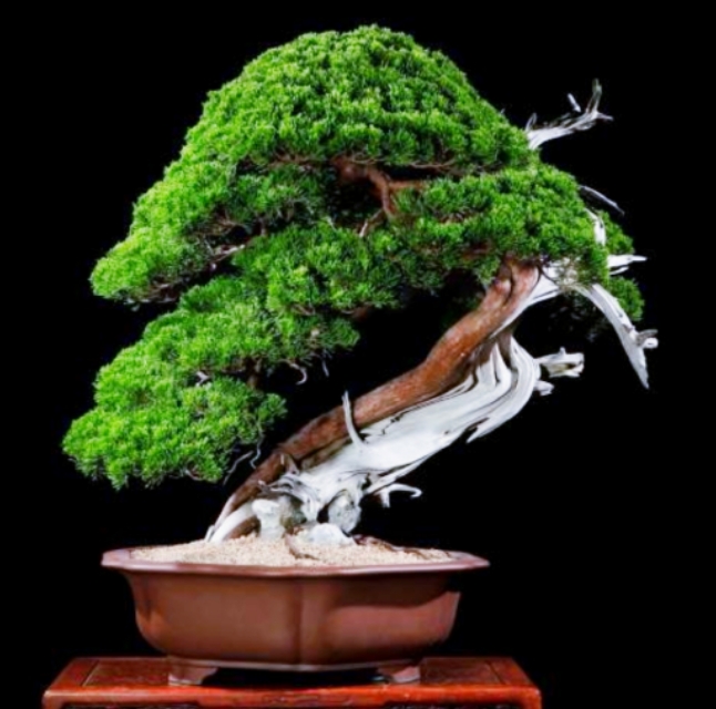 柏树桩盆景的造型,柏树舍利杆与枝条怎么完美过渡