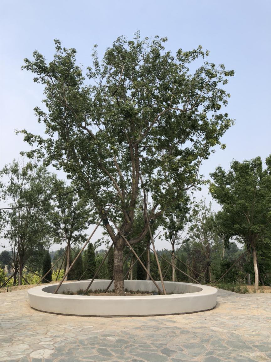 疫情过后园林企业生存现状如何？来看看这位项目经理的一天