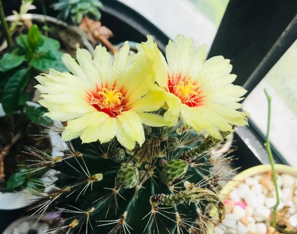 太极莲仙人球,狂莲仙人球