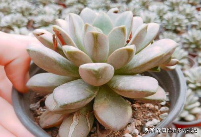 葡萄多肉怎么养才能爆侧芽,多肉葡萄的养护和繁殖方法视频