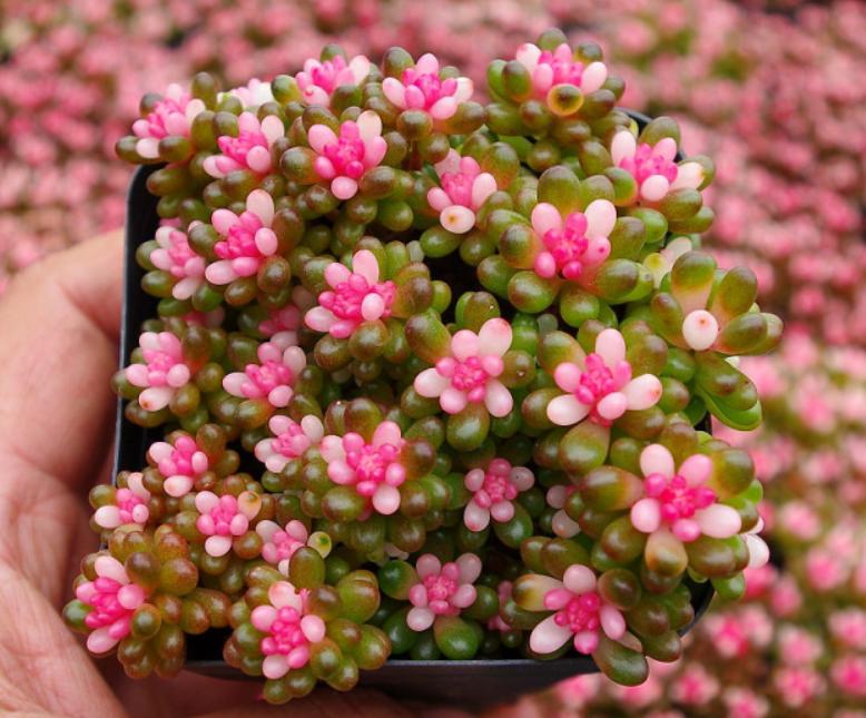 看到这10种花就买好养漂亮不怕冷,碰到这几种花千万别扔