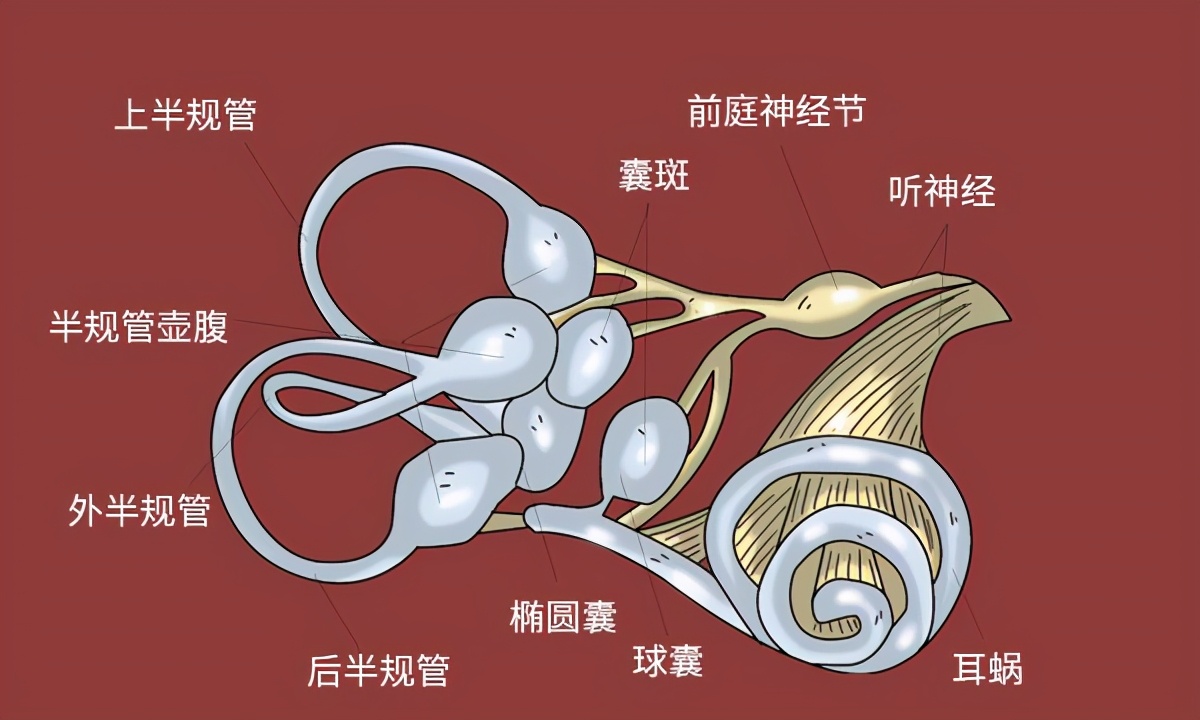 头晕通俗的说法是,眩晕性头晕和非眩晕性头晕区别