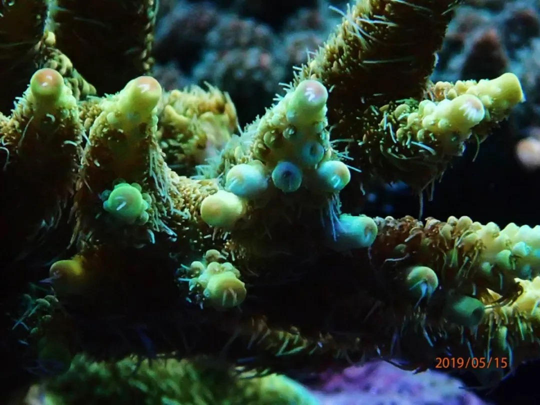 海水鱼缸如何降氨氮最好,海水鱼缸怎么区别营养盐高低