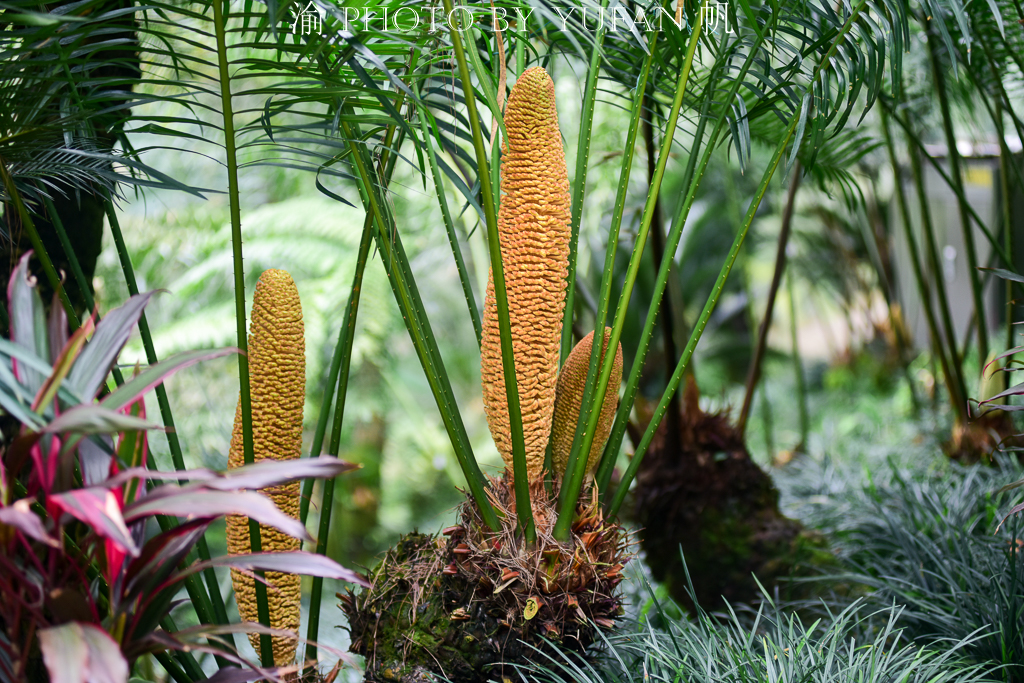 罕见万年铁树开花了,苏铁园千年铁树图片