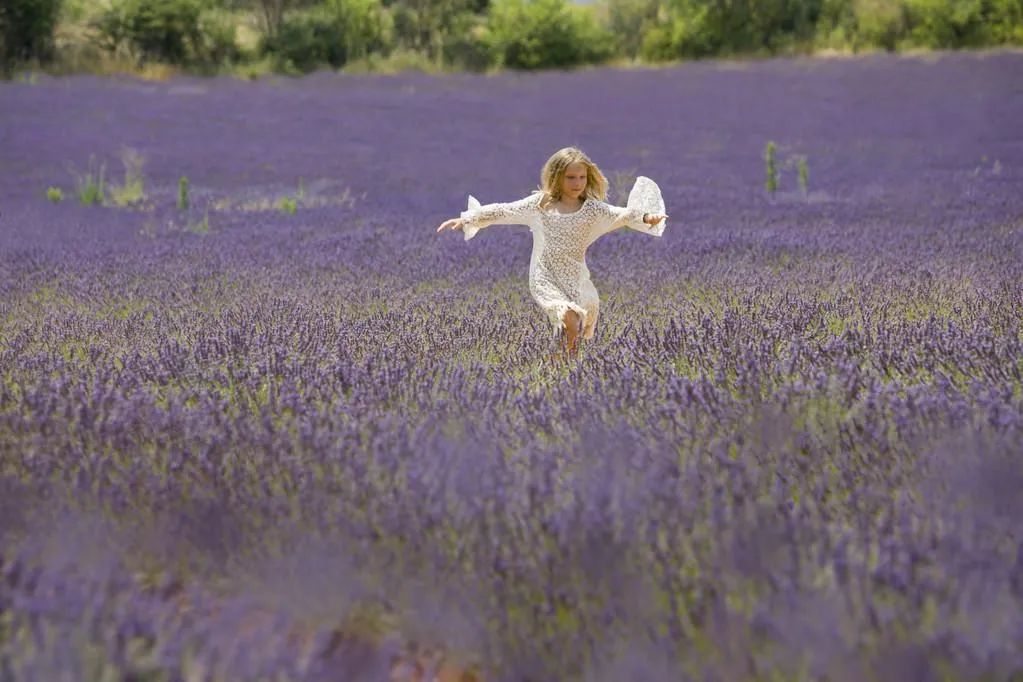 上海最大薰衣草公园,上海薰衣草公园迪士尼